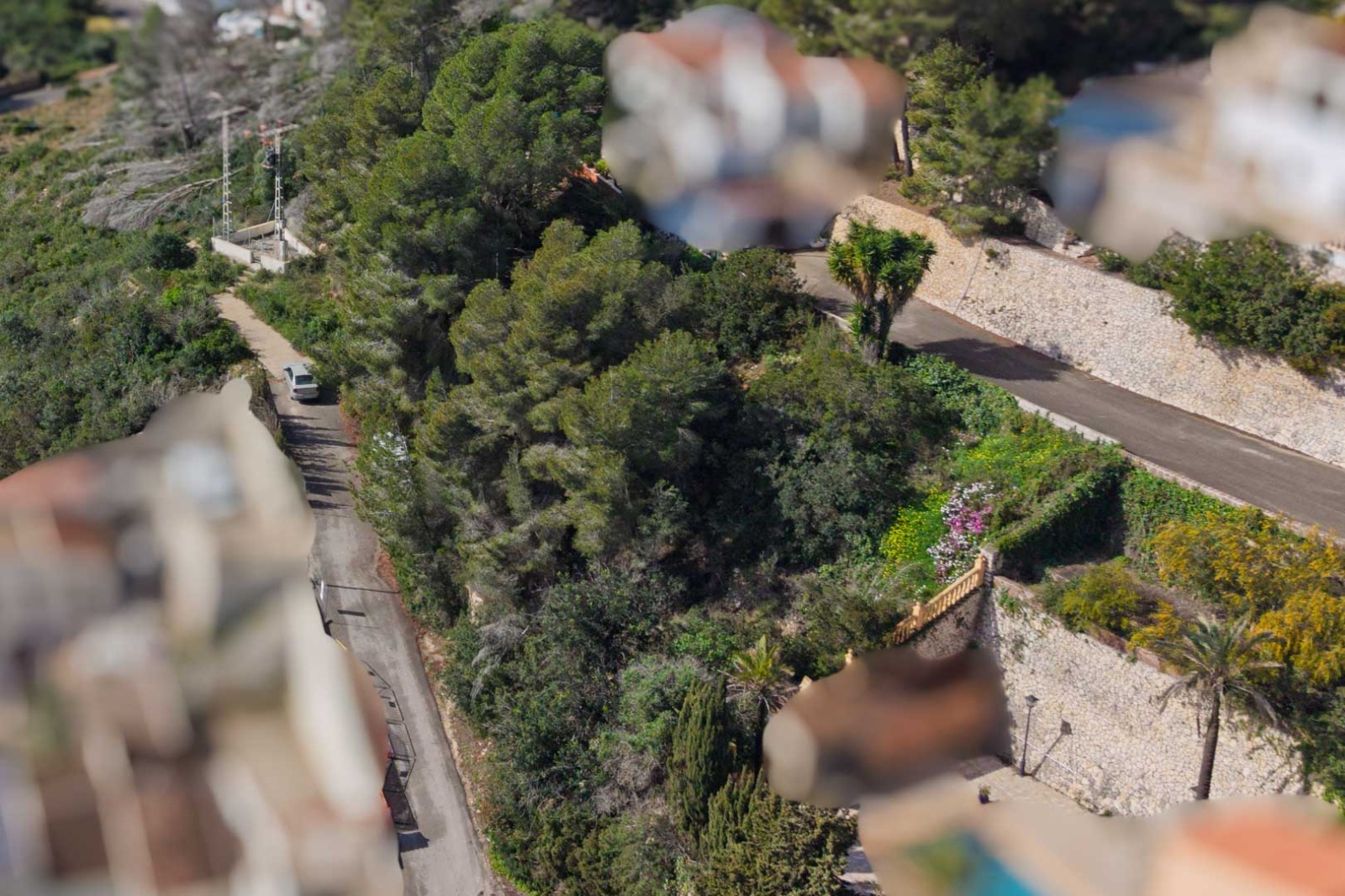 Erhöhte Ansicht der Zufahrtsstraße in Sol de Este mit dichter mediterraner Vegetation, Pinien und Stützmauern aus Naturstein.