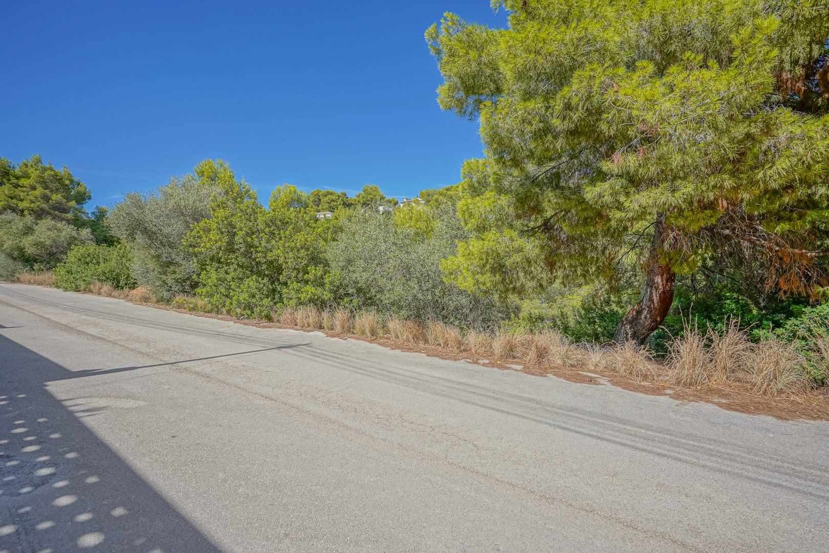 Blick auf die asphaltierte Zufahrtsstraße zum Grundstück, gesäumt von alten Pinien und dichter mediterraner Vegetation unter klarem blauem Himmel.