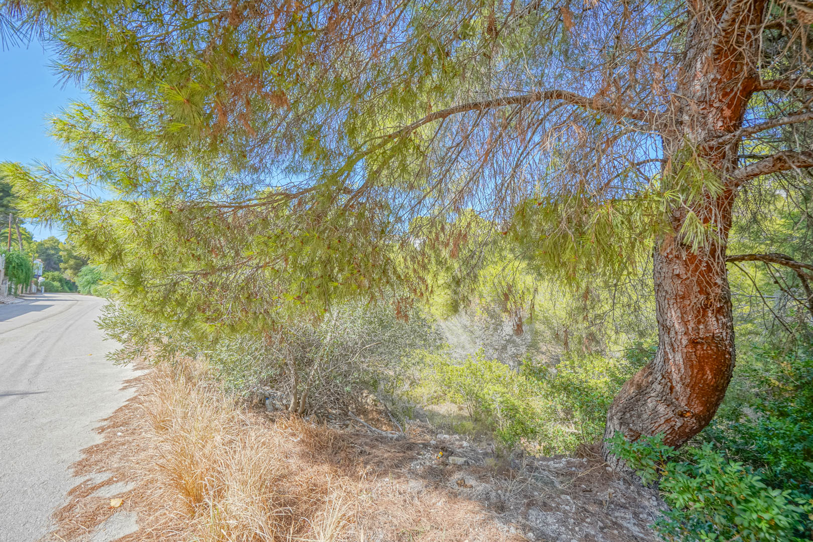 Blick von der asphaltierten Zufahrtsstraße auf das Grundstück mit altem Pinienbestand und mediterraner Vegetation unter klarem Himmel.