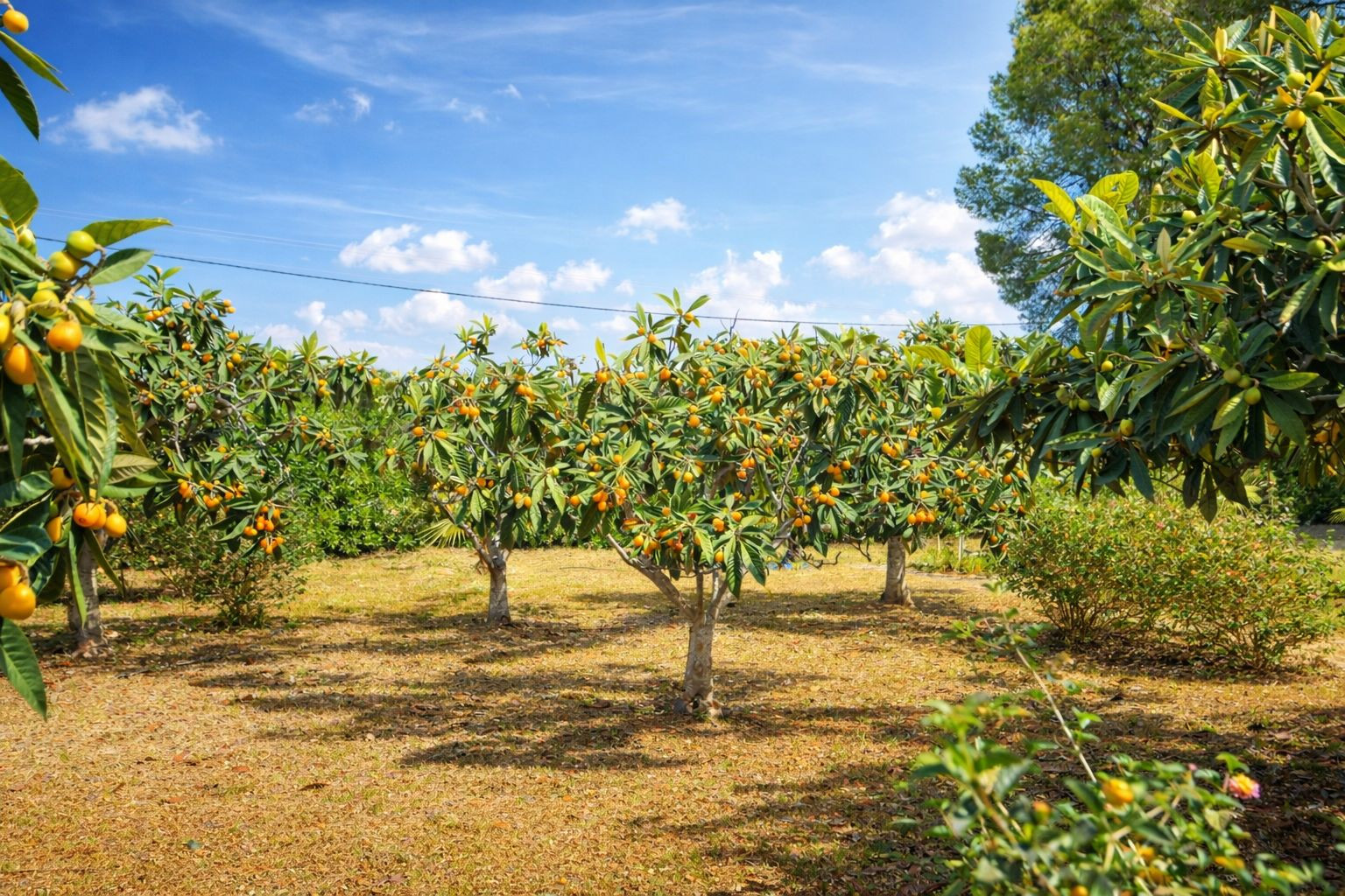Privater Obstgarten mit reifen Misperlbäumen unter strahlend blauem Himmel. Ein gepflegter Außenbereich, der Ruhe und Naturverbundenheit bietet.