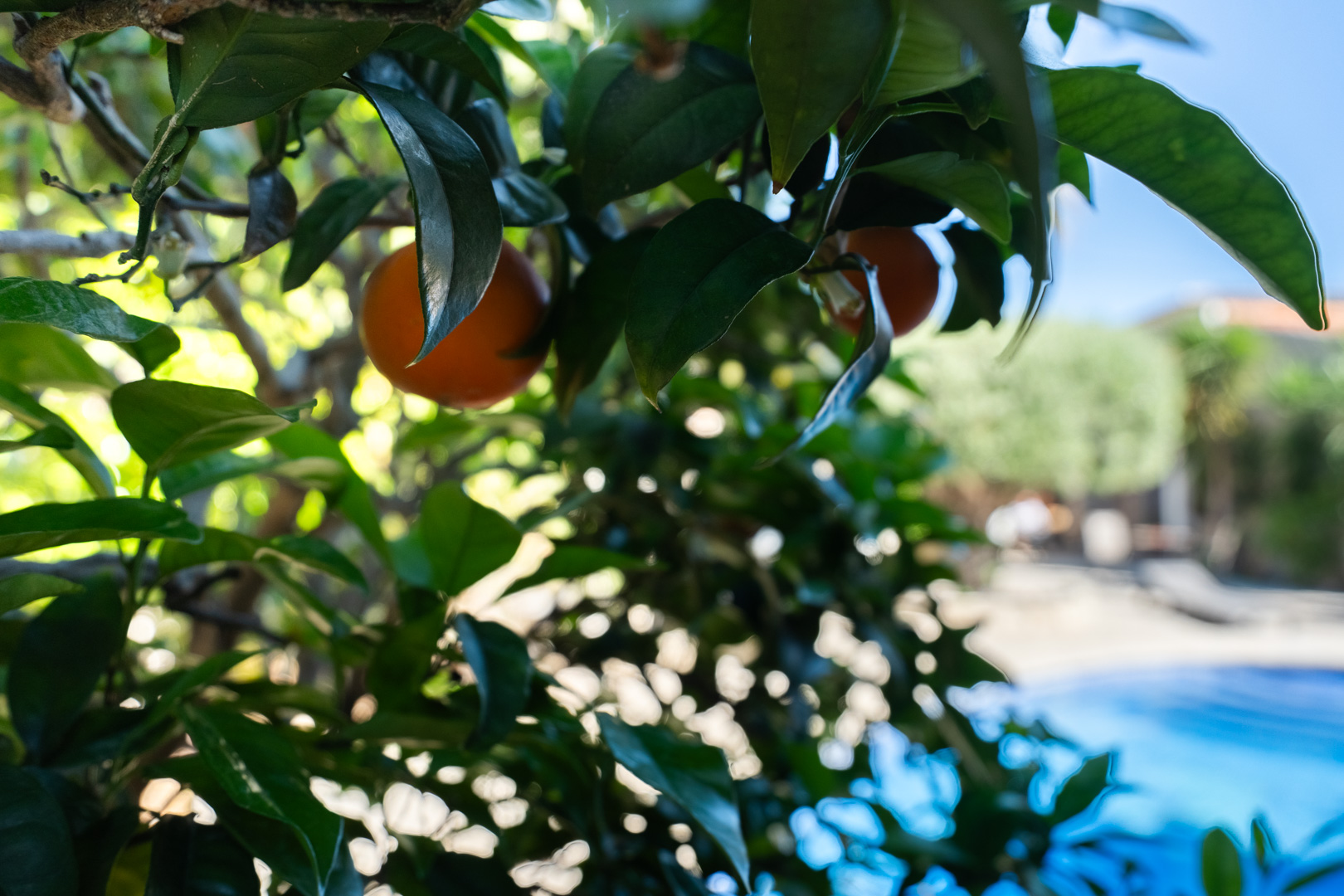 Nahaufnahme eines Orangenbaums mit reifen Früchten im mediterranen Garten, mit dem Poolbereich im sanft verschwommenen Hintergrund.
