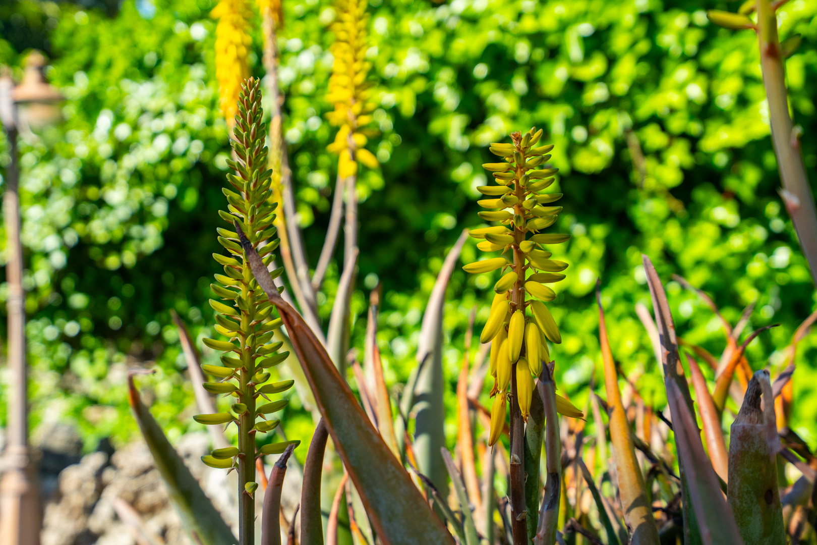 Nahaufnahme gelber Aloe-Vera-Blüten im mediterranen Garten, die die einheimische Flora und das natürliche Sonnenlicht vor grünem Hintergrund zeigt.