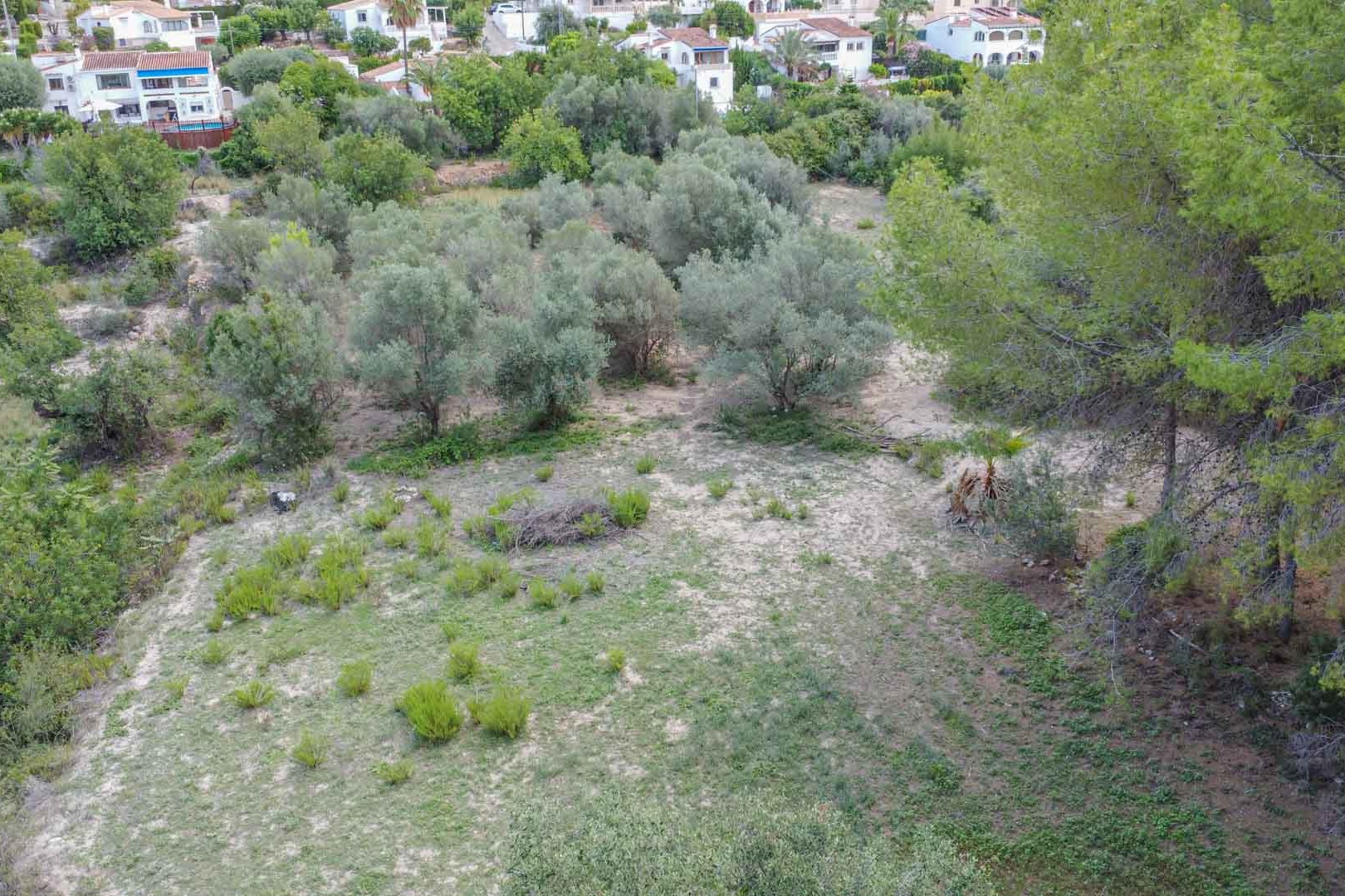Luftaufnahme des Naturgrundstücks mit Olivenbäumen und mediterranen Kiefern, die das rustikale Gelände und die einheimische Flora in Orba zeigt.