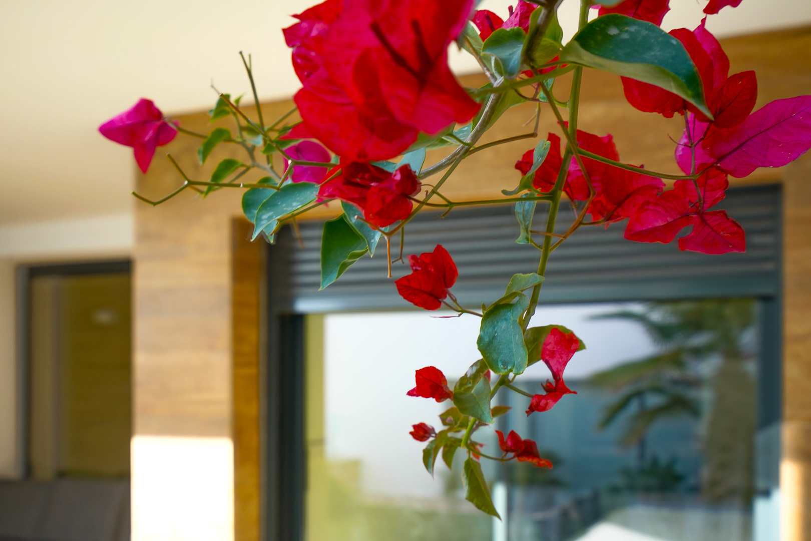 Nahaufnahme von Bougainvillea-Blüten vor der modernen Fassade mit elektrischen Rollläden und Natursteinverkleidung im Hintergrund.