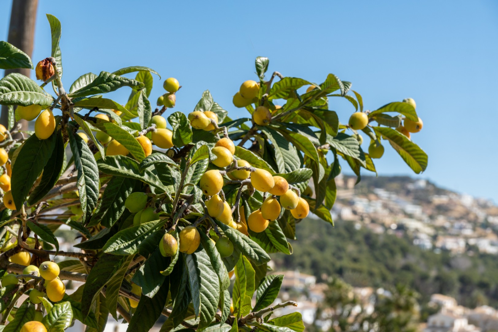 Nahaufnahme eines Mispelbaums mit reifen Früchten im Garten der Villa, mit Blick auf die umliegende mediterrane Wohngegend und die Hügel von Jávea.
