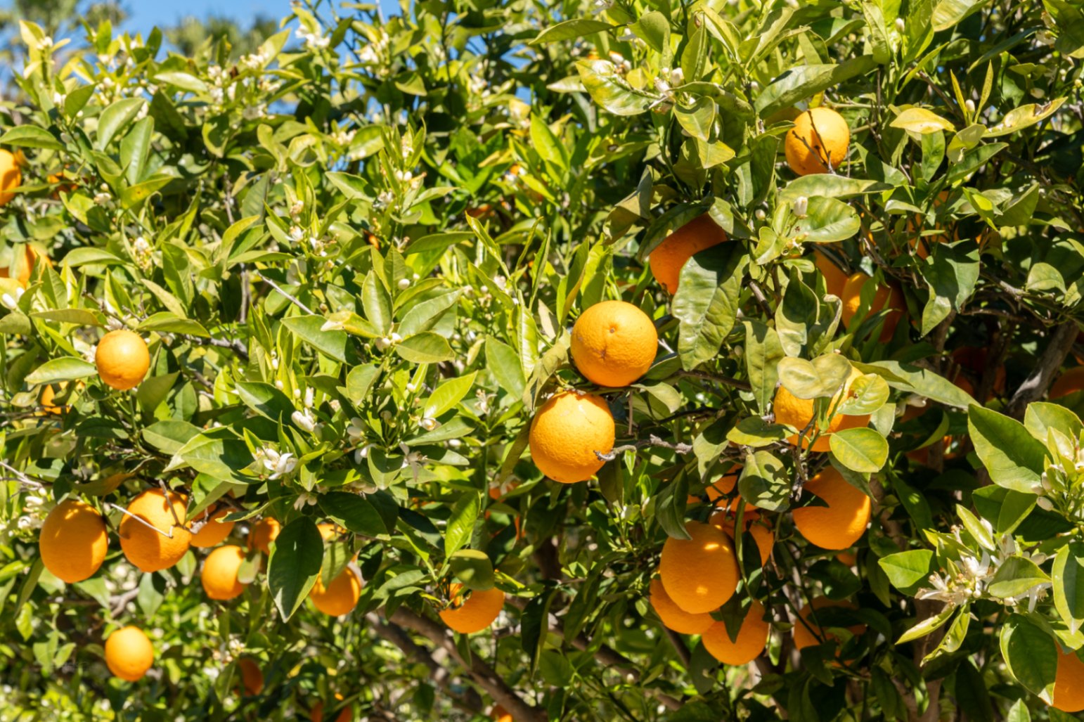 Nahaufnahme eines Orangenbaums im Garten mit reifen Früchten und weißen Blüten, die das mediterrane Klima der Region widerspiegeln.