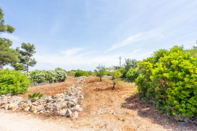 Ansicht des Grundstücks mit mediterraner Vegetation und rustikaler Steinmauer.