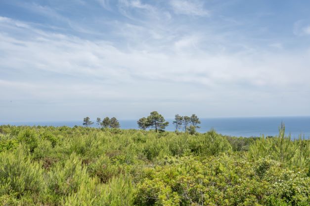 Blick auf das Grundstück mit einheimischer Vegetation und dem Mittelmeer im Hintergrund.