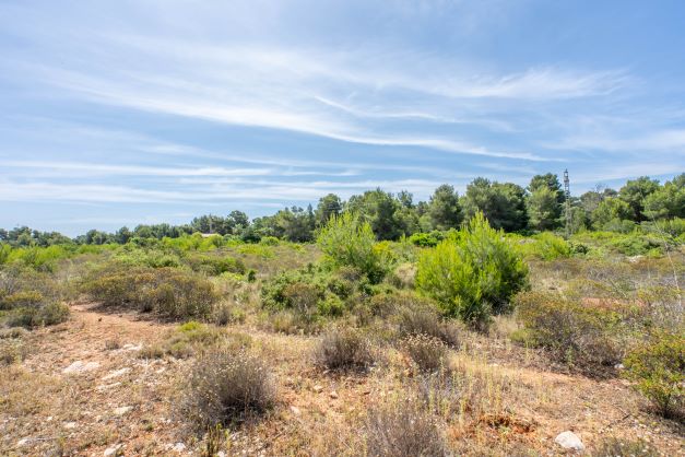 Blick auf das Grundstück mit einheimischer Vegetation und klarem blauem Himmel.
