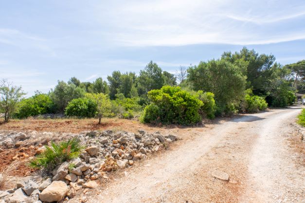 Blick auf das Grundstück mit einheimischer Vegetation und Zufahrtsweg.