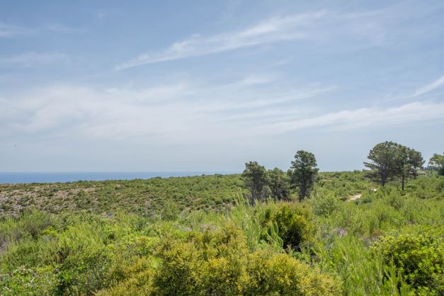 Panoramablick auf das Grundstück mit einheimischer Vegetation und dem Meer im Hintergrund.