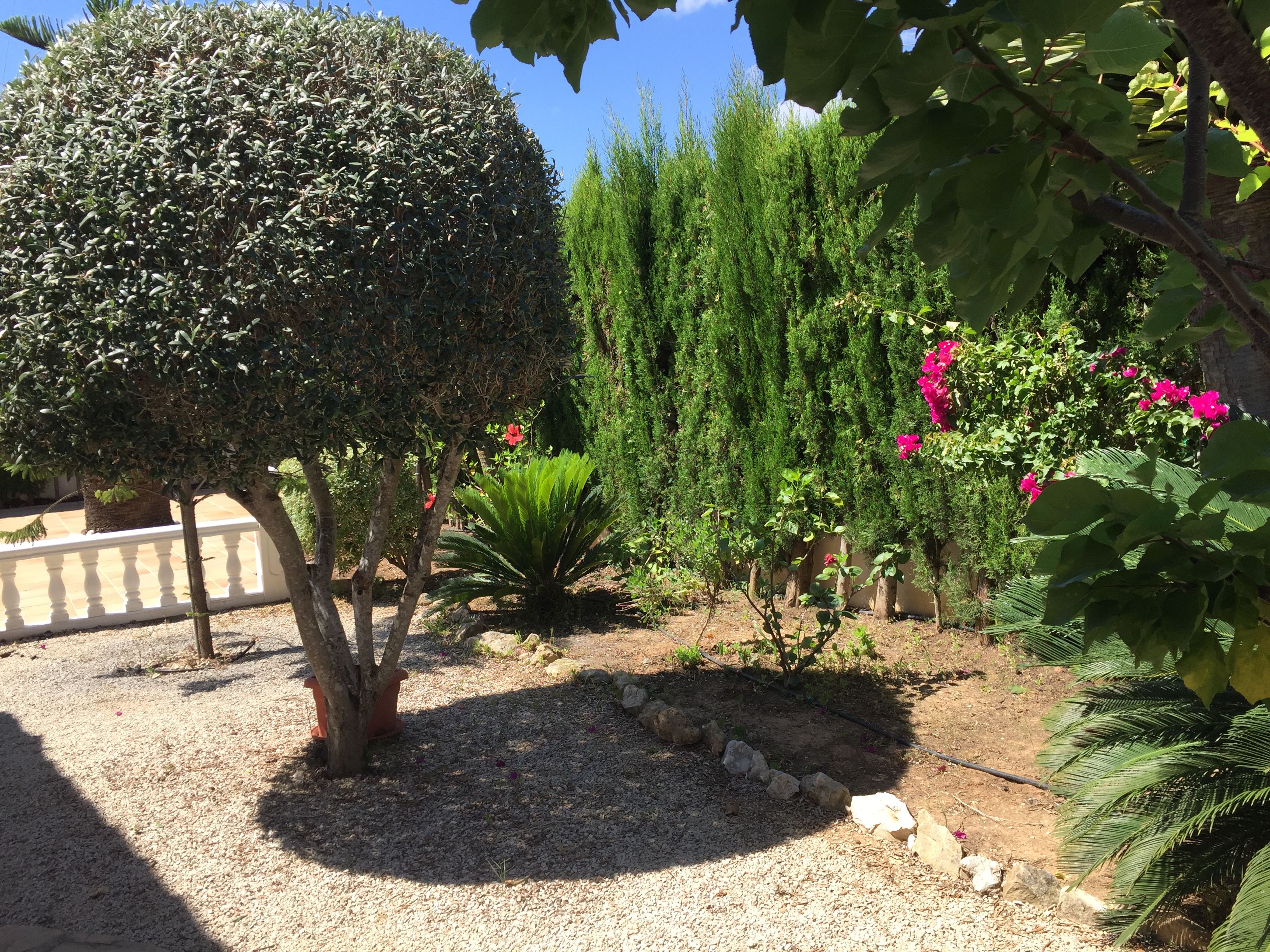 Gartendetail mit Kies, Zypressenhecken und Bougainvillea.