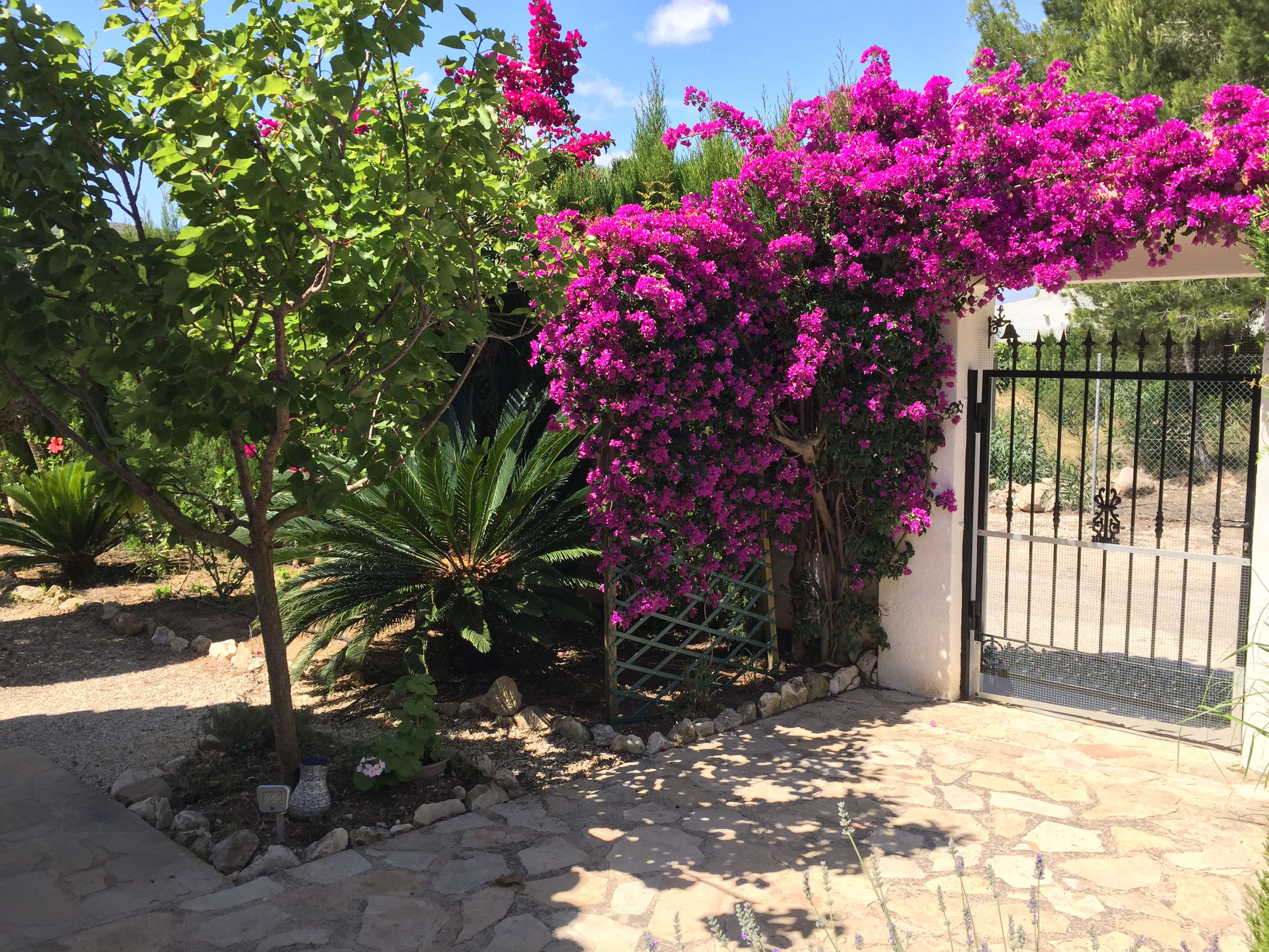 Landschaftlich gestalteter Eingang mit fuchsiafarbenen Bougainvillea und unregelmäßiger Steinpflasterung.