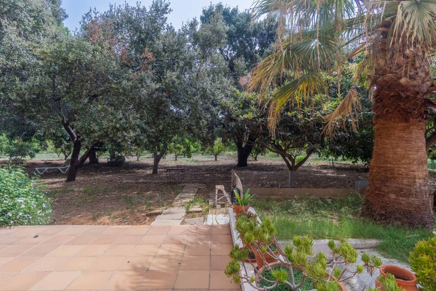 Geräumige Terrasse mit Terrakottafliesen und Topfpflanzen, die sich zu einem naturbelassenen Garten mit einer markanten Palme, alten Bäumen und einem Steinplattenweg öffnet.
