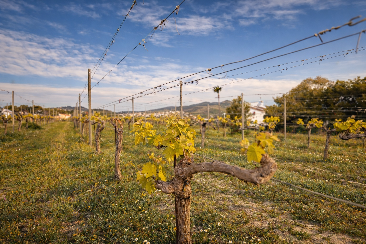 Detaillierte Ansicht eines Weinbergs mit jungen, gelb-grünen Blättern, Holzpfählen und Spanndrähten. Im Hintergrund sind ein weißes Gebäude und Hügel unter blauem Himmel sichtbar.