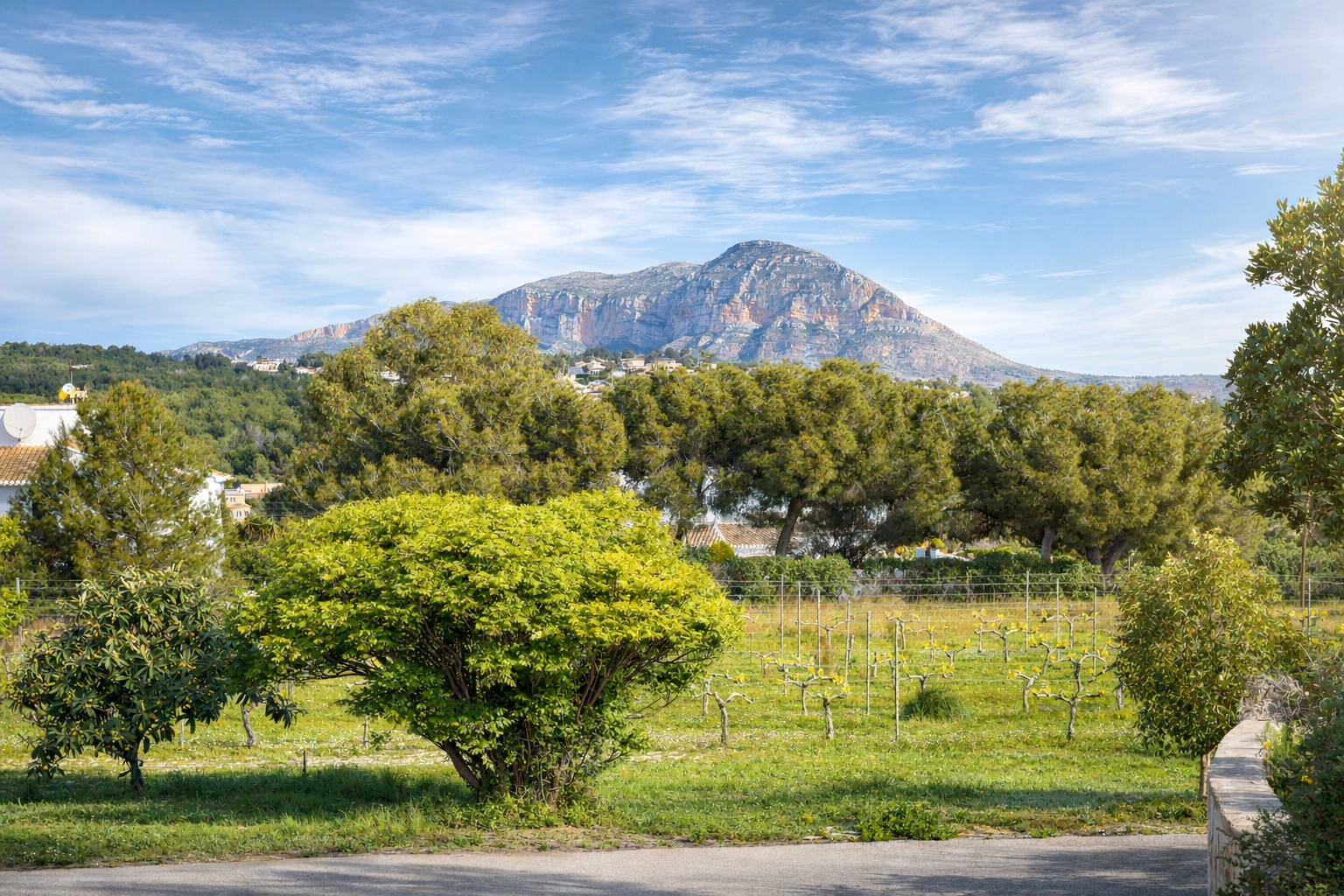 Panoramablick auf die Landschaft mit Reben im Vordergrund, üppigen Bäumen und dem majestätischen Montgó-Berg unter blauem Himmel.