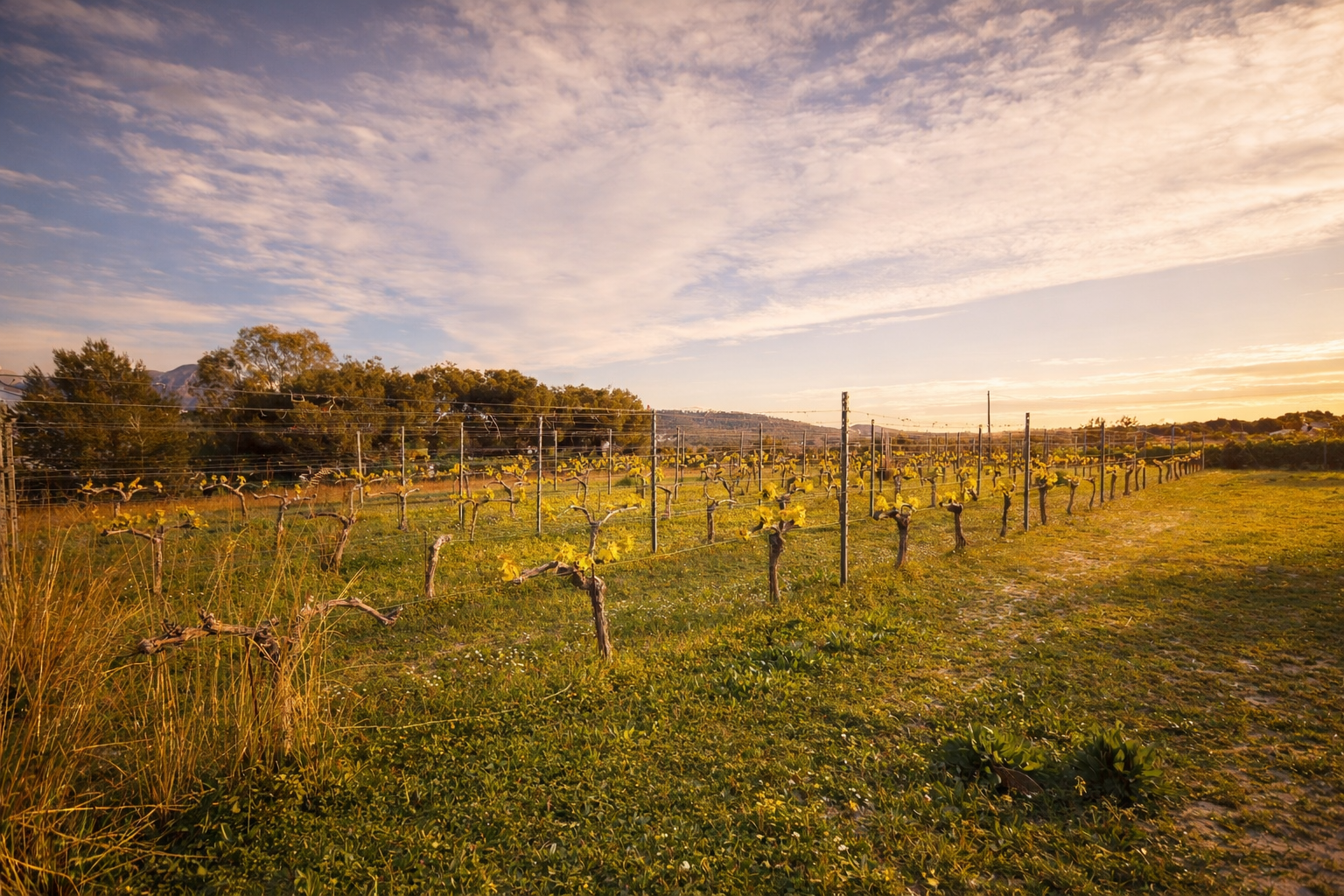 Weinbergreihen mit jungen grünen Trieben im warmen Licht eines bewölkten Himmels, umgeben von Gras und entfernten Bäumen.