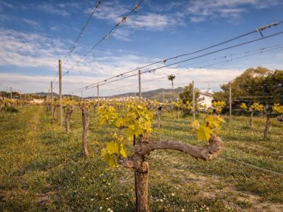 Detaillierte Ansicht eines Weinbergs mit jungen, gelb-grünen Blättern, Holzpfählen und Spanndrähten. Im Hintergrund sind ein weißes Gebäude und Hügel unter blauem Himmel sichtbar.