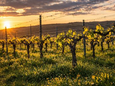 Goldenes Abendlicht taucht den Weinberg in Szene, betont die jungen Rebenblätter an den Drahtrahmen und den Teppich aus Gras mit Wildblumen. Ein warmer Sonnenuntergang leuchtet.