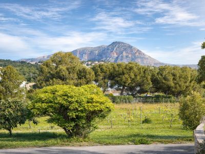 Panoramablick auf die Landschaft mit Reben im Vordergrund, üppigen Bäumen und dem majestätischen Montgó-Berg unter blauem Himmel.