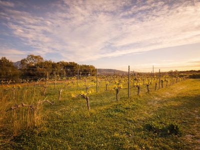 Weinbergreihen mit jungen grünen Trieben im warmen Licht eines bewölkten Himmels, umgeben von Gras und entfernten Bäumen.