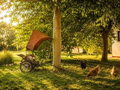 Ein rustikaler zweirädriger Karren mit orangefarbenem Verdeck steht unter einem Baum, während drei Hühner auf einem sonnenverwöhnten Rasen vor einem Gebäude grasen.