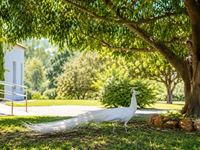 Ein weißer Pfau spaziert auf einem sonnigen Rasen unter einem großen Baum, während ein modernes weißes Gebäude mit Geländer im Hintergrund sichtbar ist.