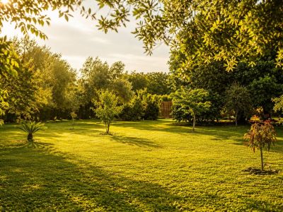 Ein weitläufiger, gepflegter Rasen im goldenen Abendlicht, umgeben von verschiedenen alten und jungen Bäumen. Lange Schatten ziehen sich über das lebendige Grün.
