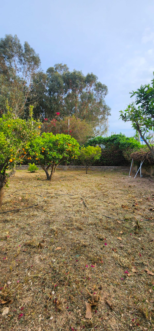 Der weitläufige Garten präsentiert mehrere ertragreiche Orangenbäume und eine niedrige Stützmauer, mit viel Platz für Gestaltung oder einen Pool.