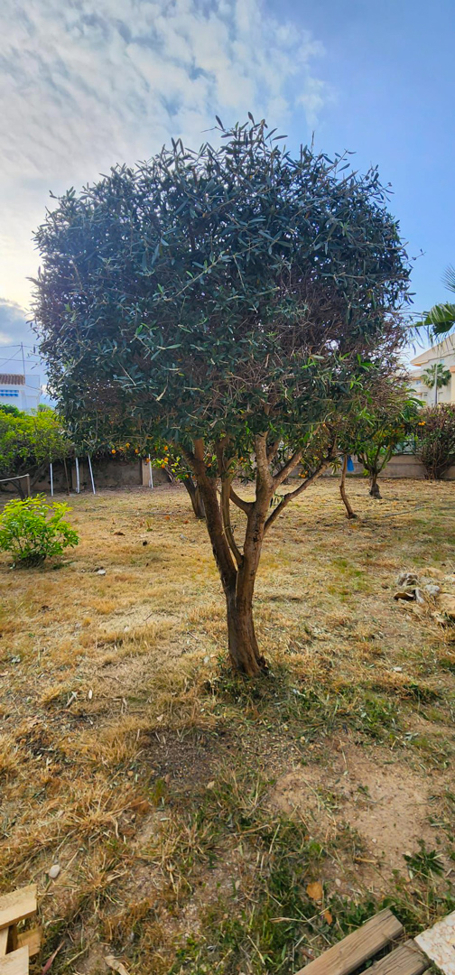 Gartenbereich mit einem zentralen immergrünen Baum und trockenem Rasen. Im Hintergrund sind weitere Obstbäume mit Orangen und Wohngebäude unter einem teilweise bewölkten Himmel zu sehen.
