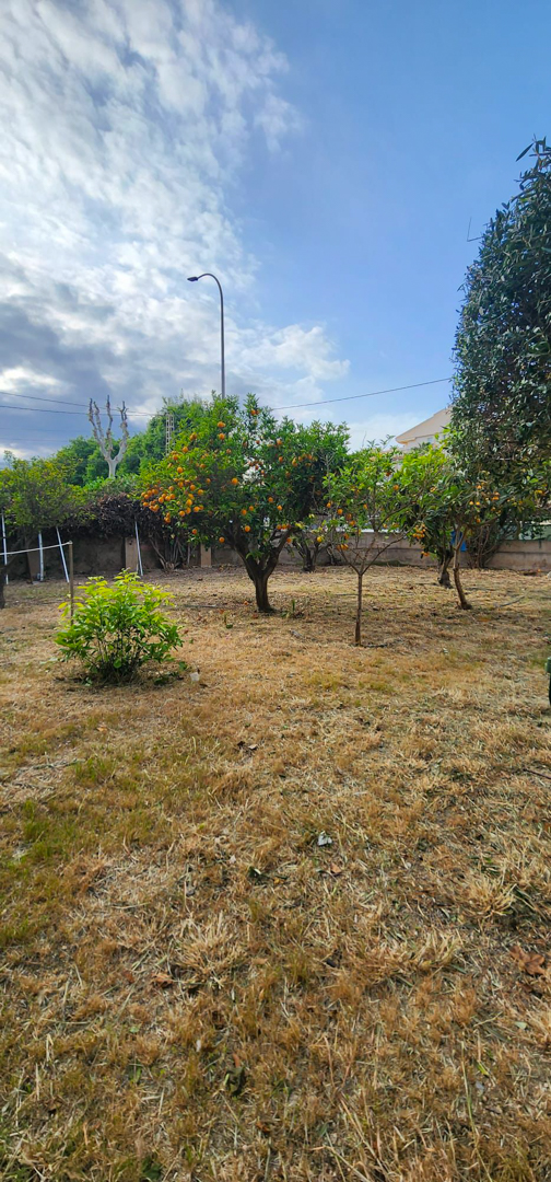 Gartenbereich mit trockenem Rasen und einem fruchttragenden Orangenbaum, umgeben von einem Zaun unter teilweise bewölktem Himmel.