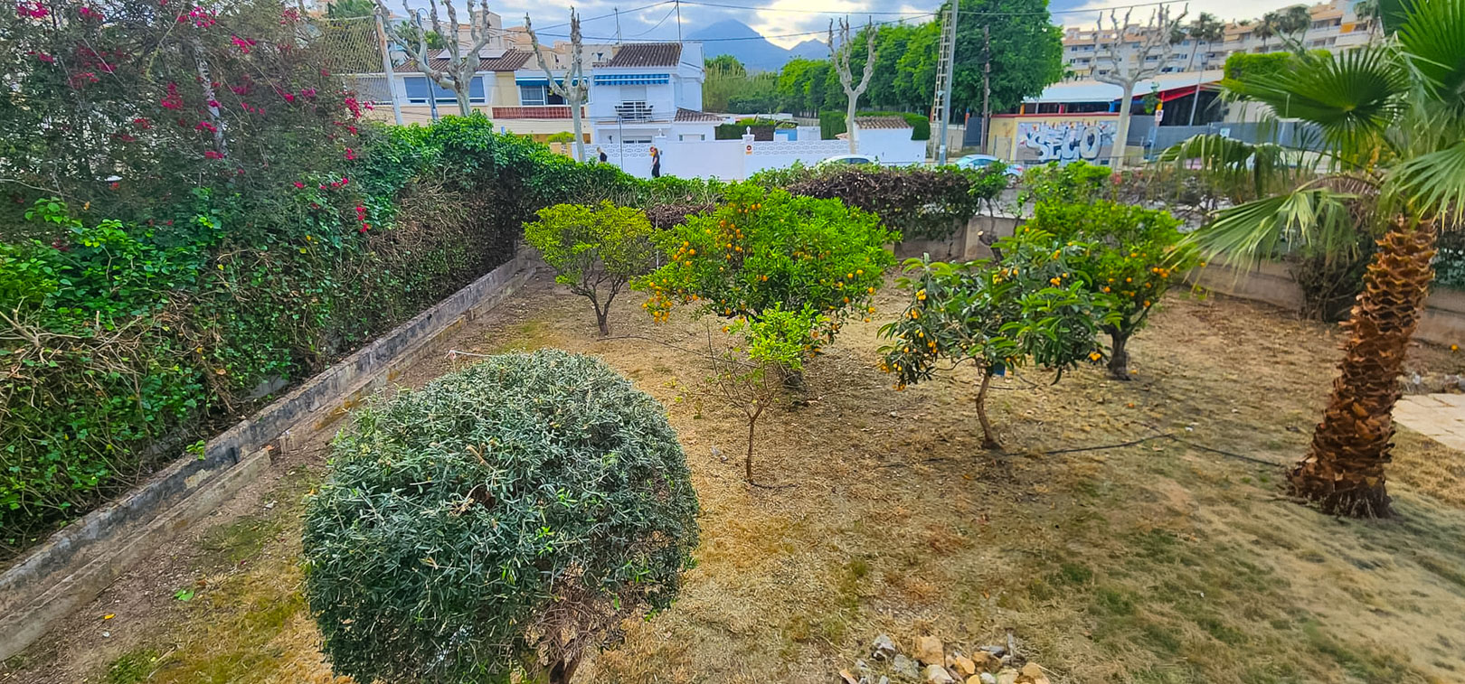Geräumiger Gartenbereich mit Obstbäumen wie Orangen- und Mispelbäumen, umgeben von dichten Hecken. Wohngebäude und Berge sind im Hintergrund sichtbar.
