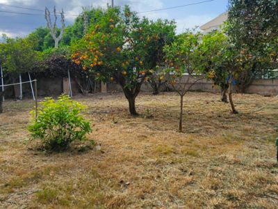 Außengarten mit trockenem Rasen und mehreren Obstbäumen, darunter ein Orangenbaum mit reifen Früchten, unter teilweise bewölktem Himmel.