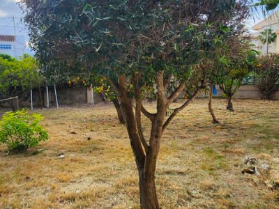 Der Garten zeigt einen reifen, gut beschnittenen Baum mit dichtem grünem Laub vor trockenem Gras und entfernten Gebäuden unter teilweisem Wolkenhimmel. Orangenbäume sind im Hintergrund sichtbar.