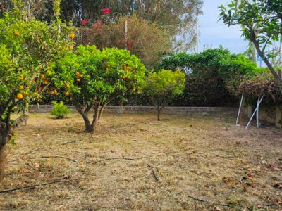 Dieser Gartenbereich zeigt Obstbäume voller Orangen, eine niedrige Steinmauer und trockenen Boden mit sichtbaren Bewässerungsleitungen. Üppiges Grün bildet den Hintergrund unter klarem Himmel.