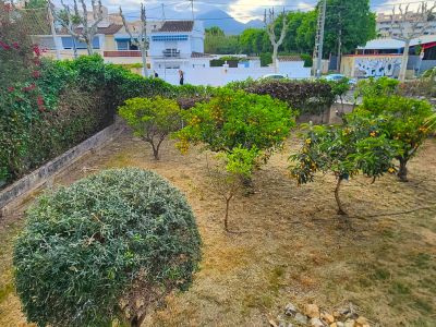 Geräumiger Gartenbereich mit Obstbäumen wie Orangen- und Mispelbäumen, umgeben von dichten Hecken. Wohngebäude und Berge sind im Hintergrund sichtbar.