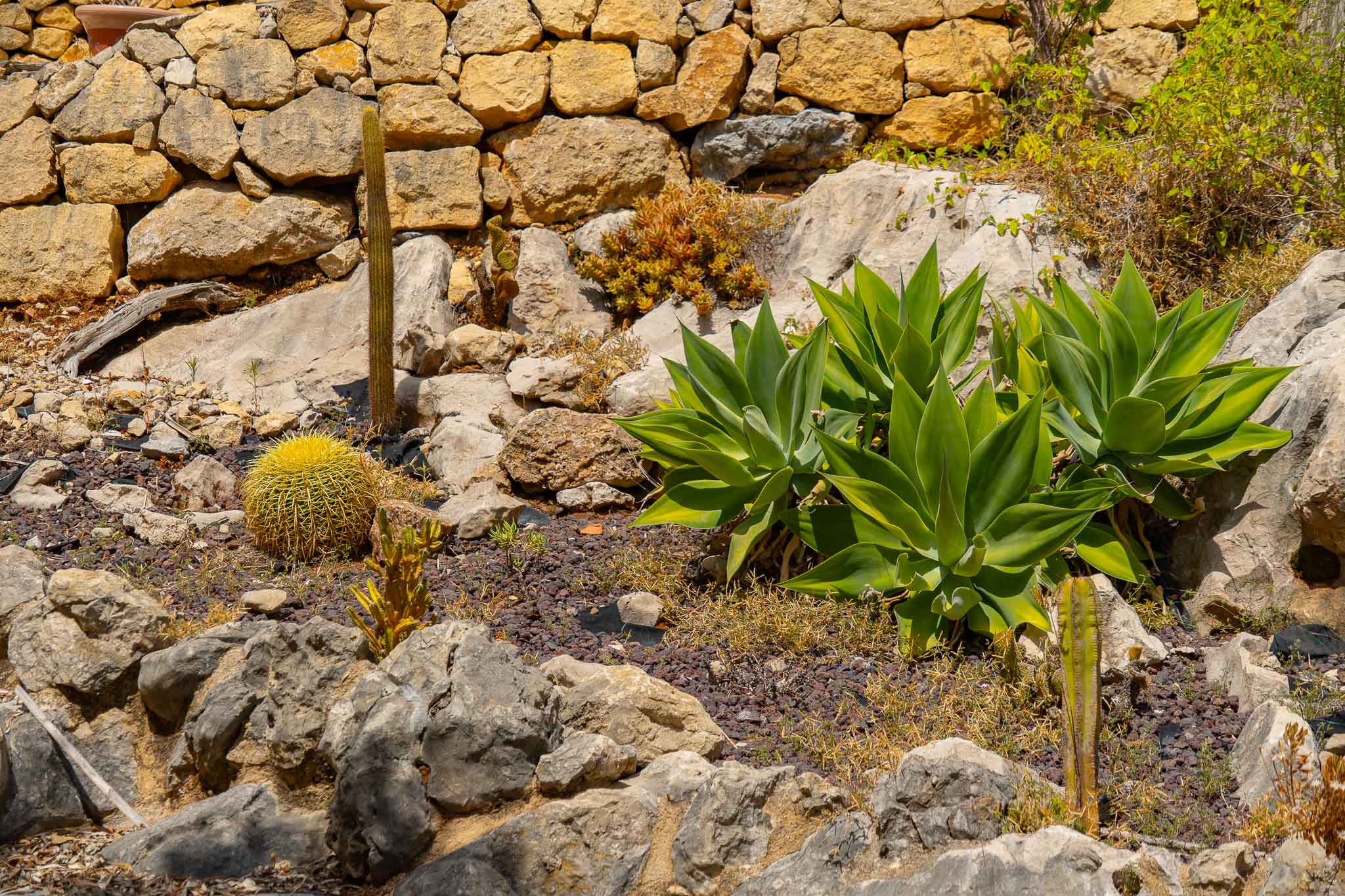 Mediterraner Garten mit Kakteen