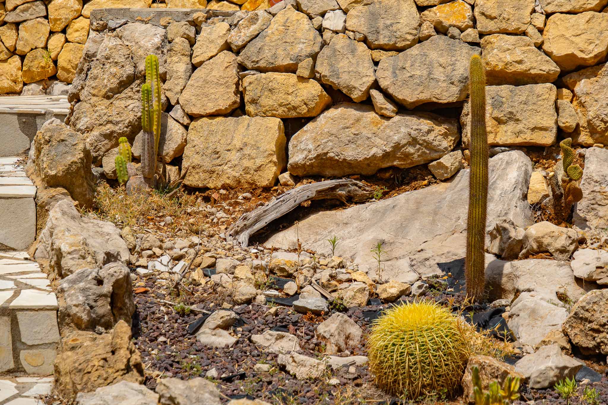 Kaktusgarten