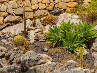 Mediterraner Garten mit Kakteen