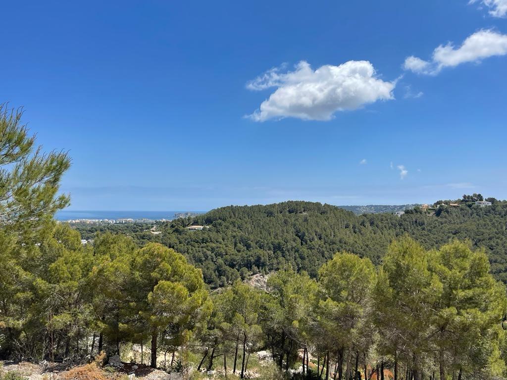 Erhöhter Panoramablick über einen dichten mediterranen Pinienwald mit der am Horizont sichtbaren Küstenlinie unter blauem Himmel.