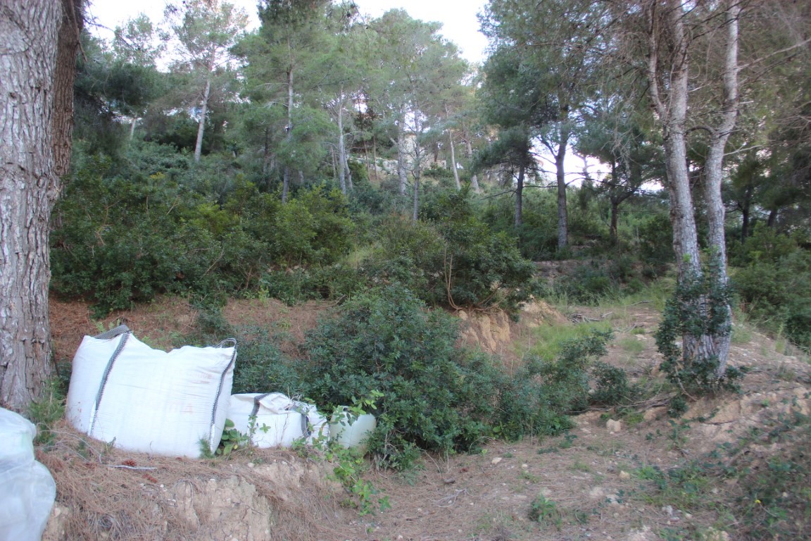 Baugrundstück in Hanglage mit altem Pinienbestand und mediterraner Vegetation, das eine naturnahe Umgebung für ein Neubauprojekt bietet.