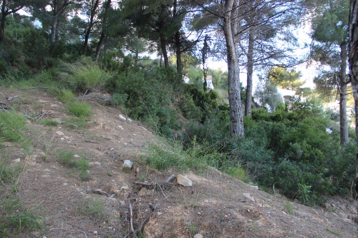 Hanggrundstück mit natürlicher mediterraner Vegetation und altem Pinienbestand. Im Hintergrund sind Wohngebäude zwischen den Bäumen erkennbar.