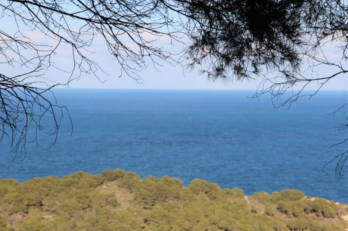 Panoramablick auf das Mittelmeer, eingerahmt von Pinienzweigen, mit freier Sicht auf den blauen Horizont und die bewaldete Küste von Jávea.