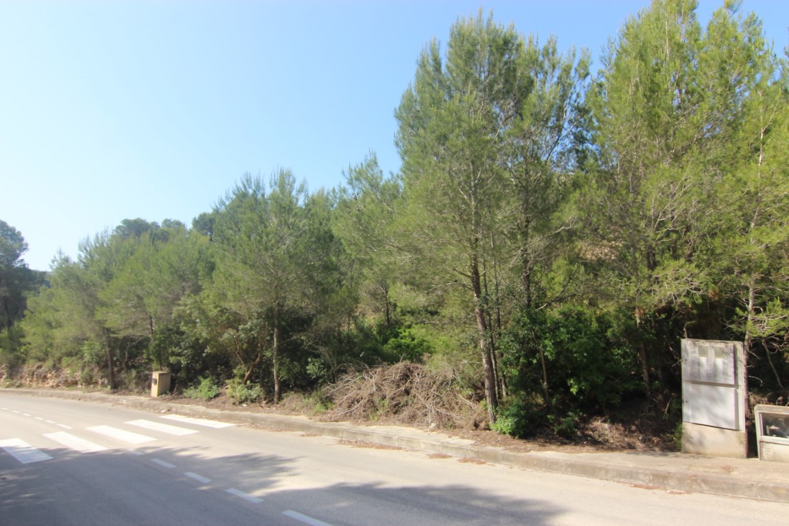 Ansicht der asphaltierten Zufahrtsstraße mit Gehwegen, Zebrastreifen und Versorgungsanschlüssen direkt an einem dichten Pinienwald in Jávea.