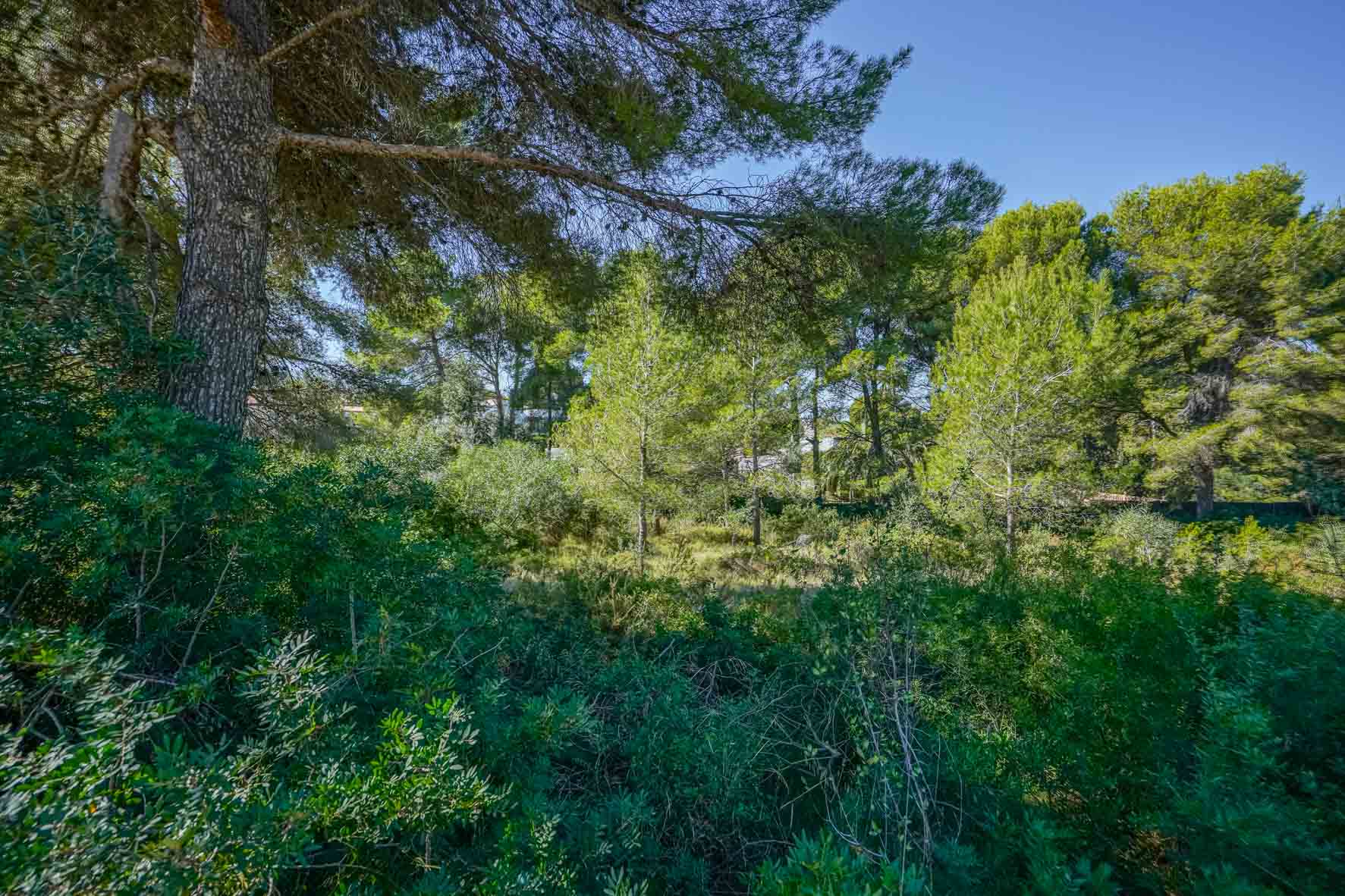 Ansicht des Grundstücks mit dichter mediterraner Vegetation, alten Pinien und einheimischen Sträuchern unter klarem blauem Himmel in Portichol.