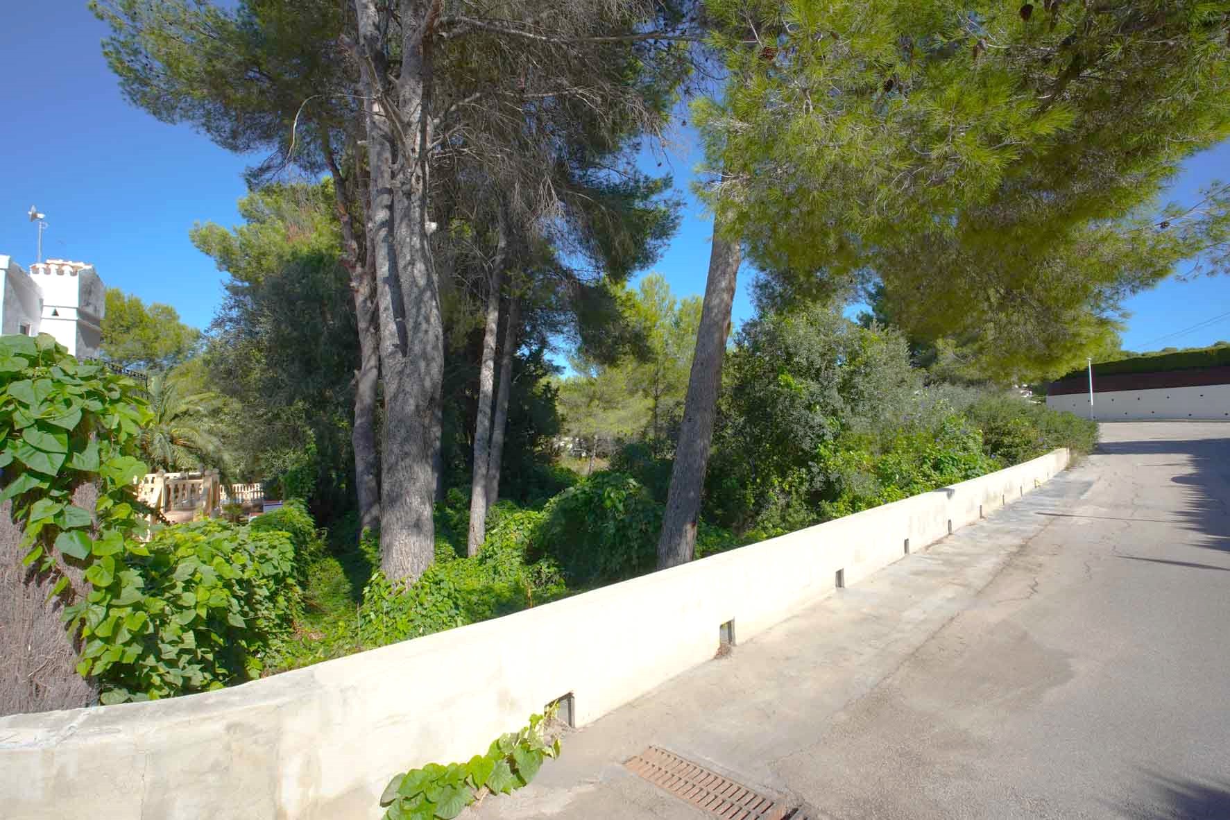 Außenansicht des Eckgrundstücks mit altem Kiefernbestand und dichter Vegetation, begrenzt durch eine niedrige weiße Mauer an einer ruhigen Straße.