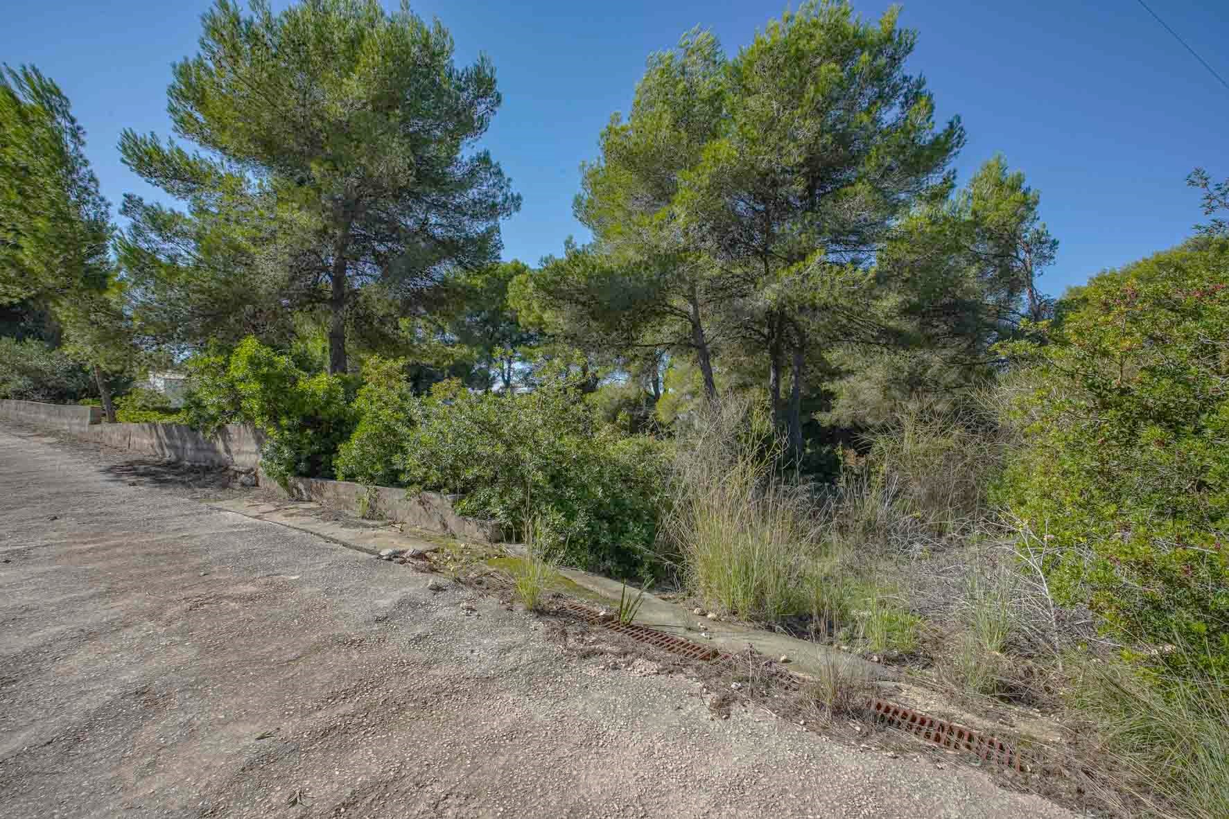 Blick auf das Grundstück mit altem Pinienbestand und mediterraner Vegetation, begrenzt durch einen Zufahrtsweg und niedrige Stützmauern.