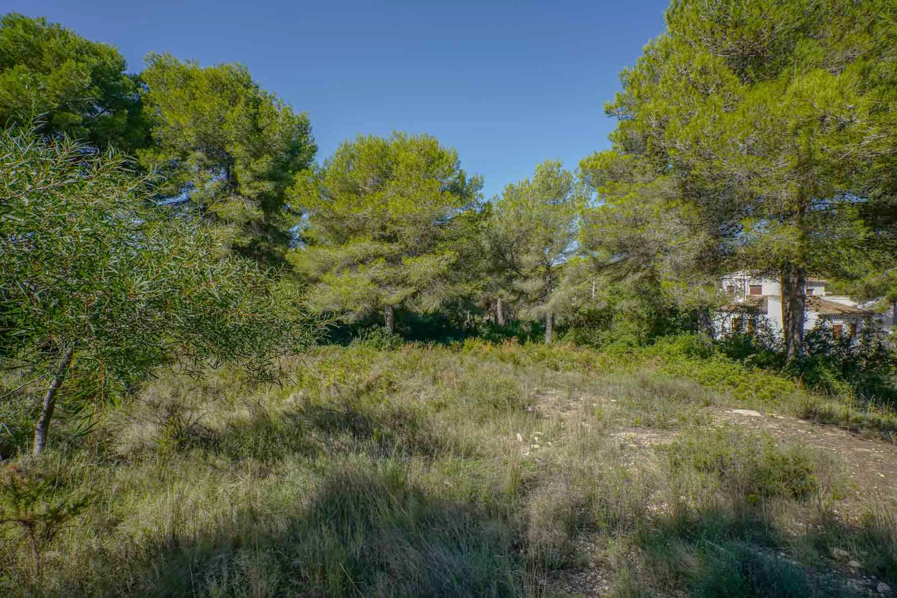 Ebenes Baugrundstück mit altem Pinienbestand und mediterraner Vegetation in einer ruhigen Wohnlage unter strahlend blauem Himmel.