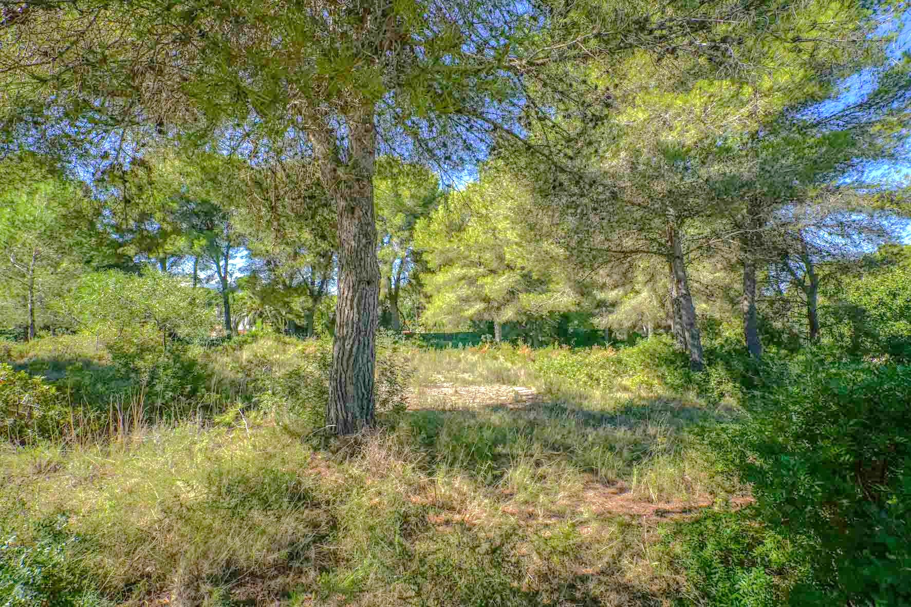 Ebenes Grundstück mit altem Pinienbestand und einheimischer mediterraner Vegetation. Das Areal bietet eine natürliche, private Atmosphäre mit gefiltertem Sonnenlicht.
