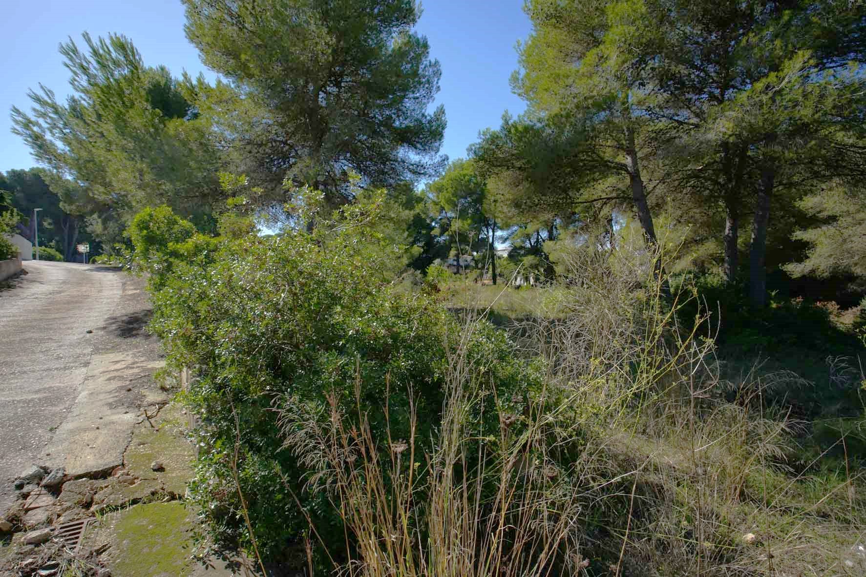 Eckgrundstück mit altem Pinienbestand und mediterraner Vegetation, gelegen an einer asphaltierten Zufahrtsstraße in einer ruhigen Wohngegend.